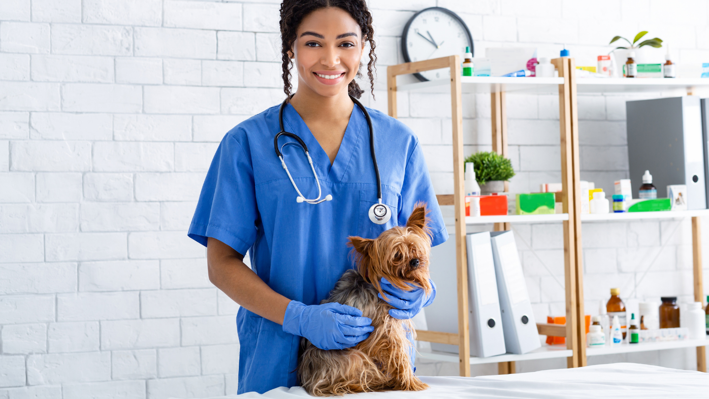 Female vet examines dog