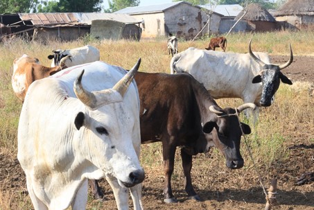 Cows in Ghana