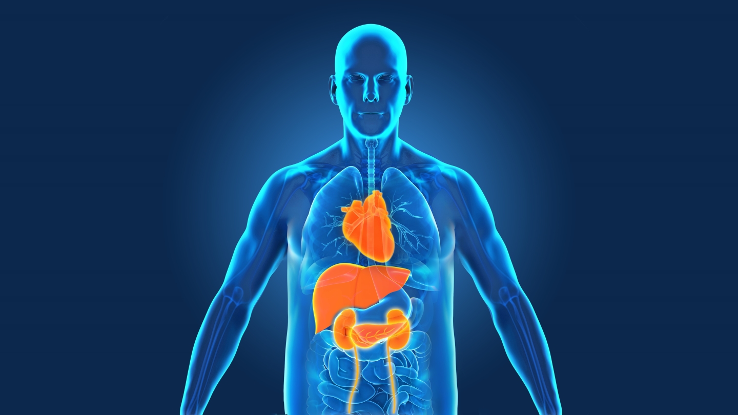 Illustration of cardio-renal-metabolic organs