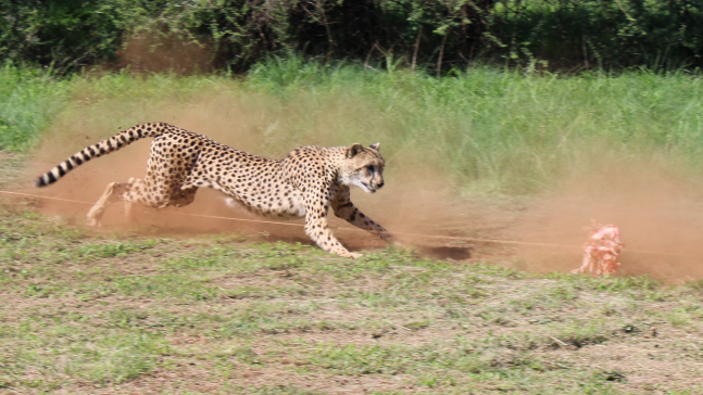 Cheetahs in South Africa