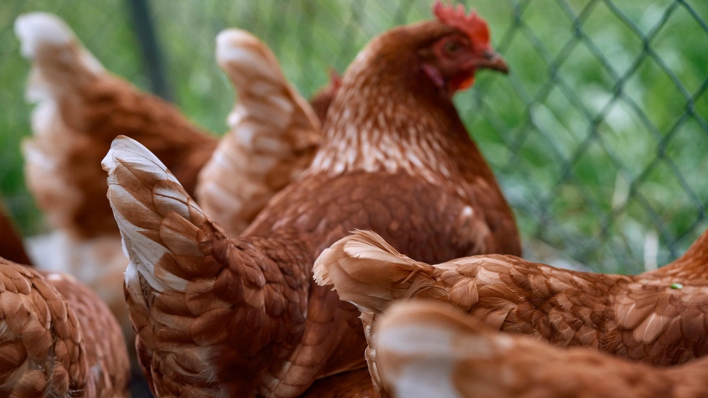 Photo of brown chickens outdoors in front of a green lawn