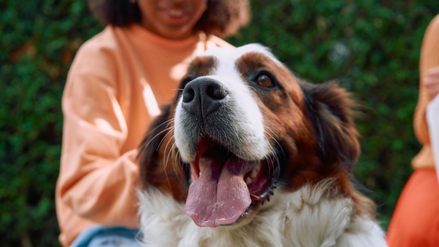 Brown and white dog outside with family in the background