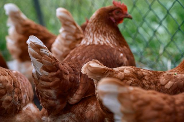 Boehringer_AnimalCare_Poultry_ChickenOutdoors