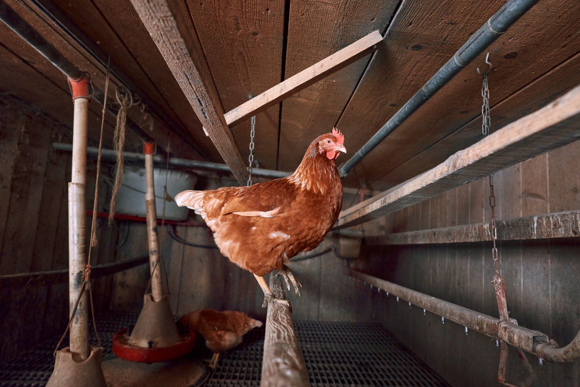 Avian influenza 5 things you should know | Boehringer Ingelheim