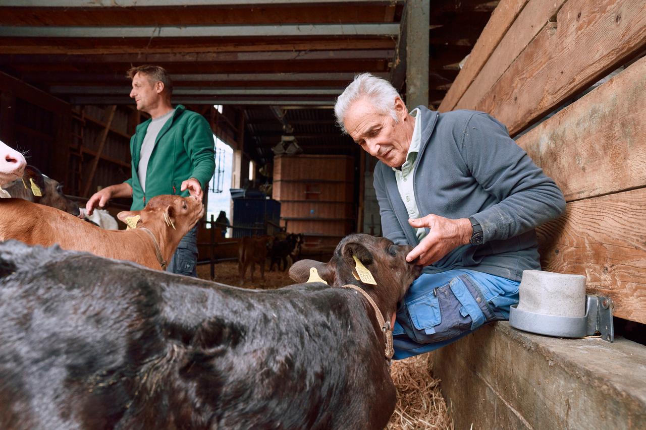 Two farmers taking care of calves