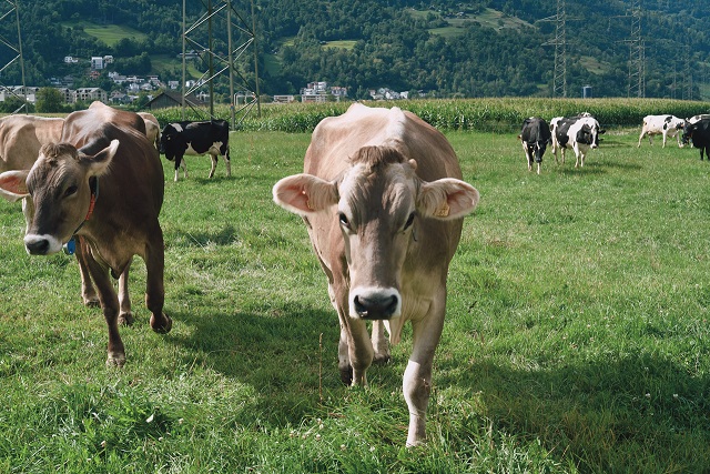 Boehringer Ingelheim Tiergesundheit