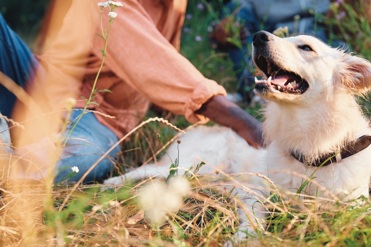 Boehringer Ingelheim AnimalCare