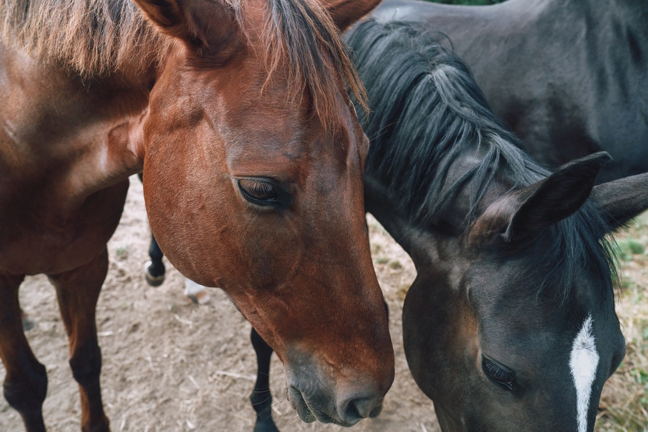 Boehringer Ingelheim Animal Health - Horses