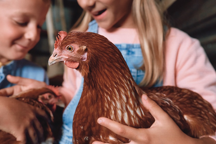 Boehringer Ingelheim Tiergesundheit Geflügel