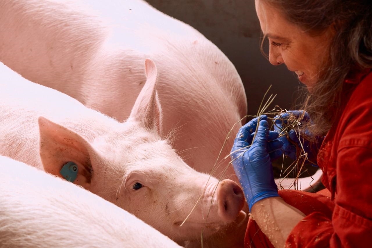 Boehringer Ingelheim Tiergesundheit Schweine