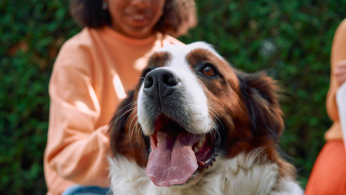 A dog and a girl 