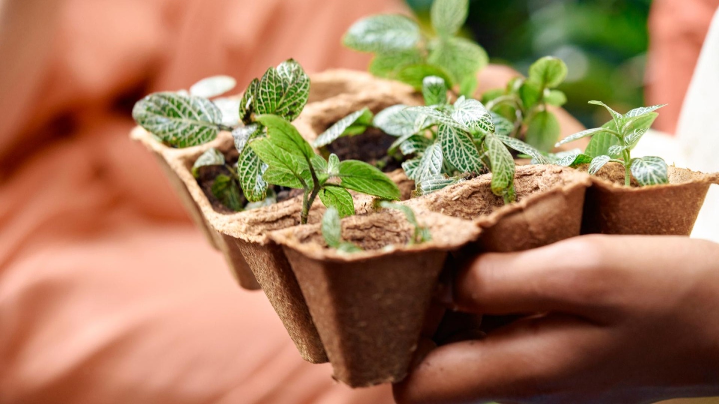 Close up photo of young plants