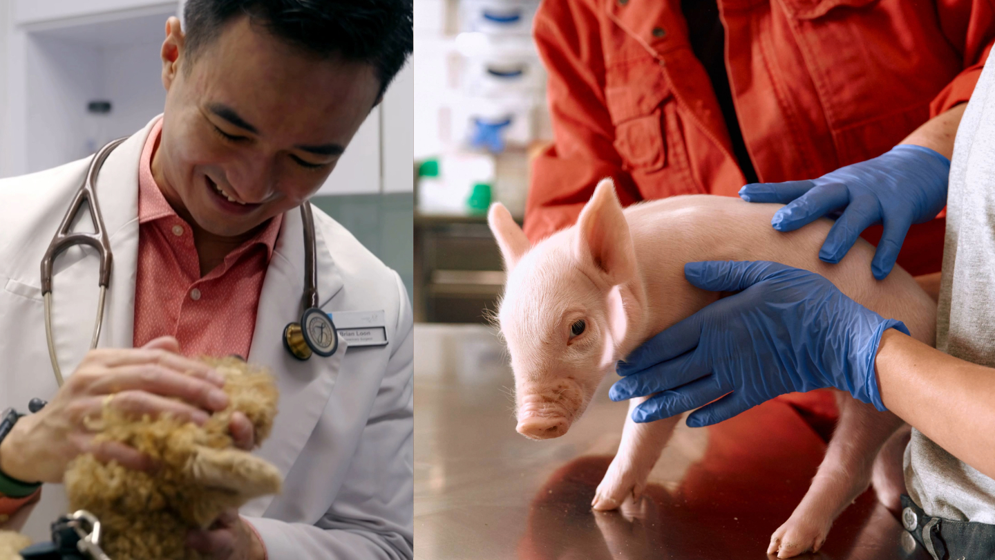 A pet veterinarian examines a dog, livestock veterinarians do a health check on a piglet.