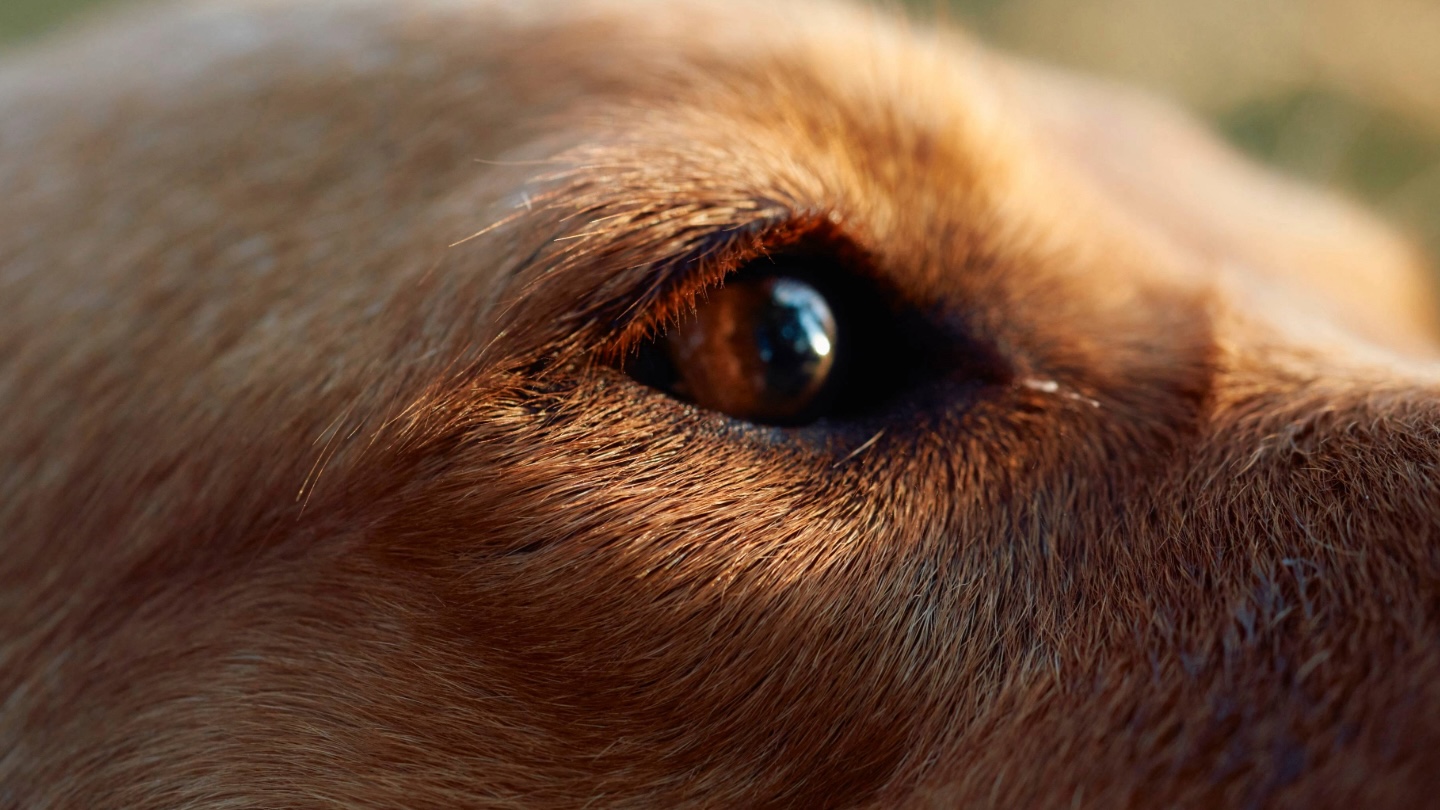 dog eye