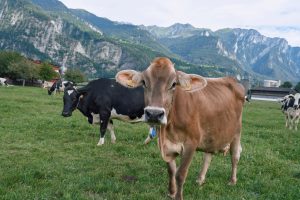 Boehringer receives UK permit for BTV3 vaccine