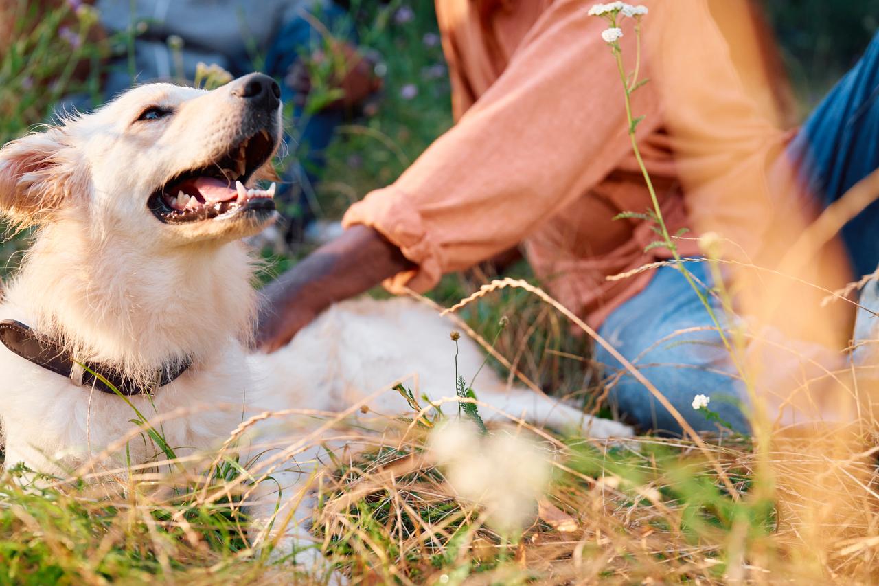 Boehringer_AnimalCare_Dog_WalkingtheDog-01_RGB_010