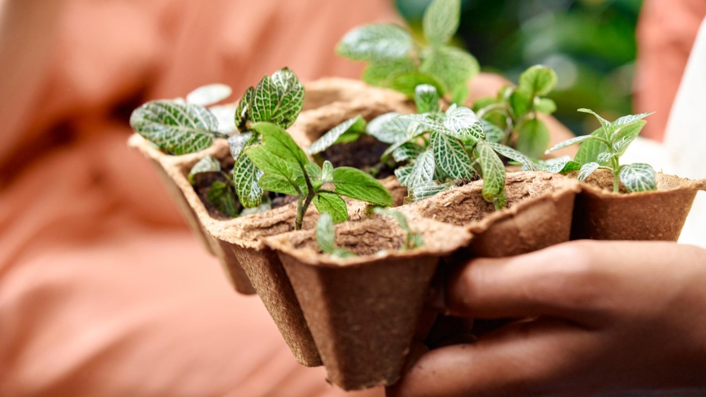 Hands holding a flat of seedlings