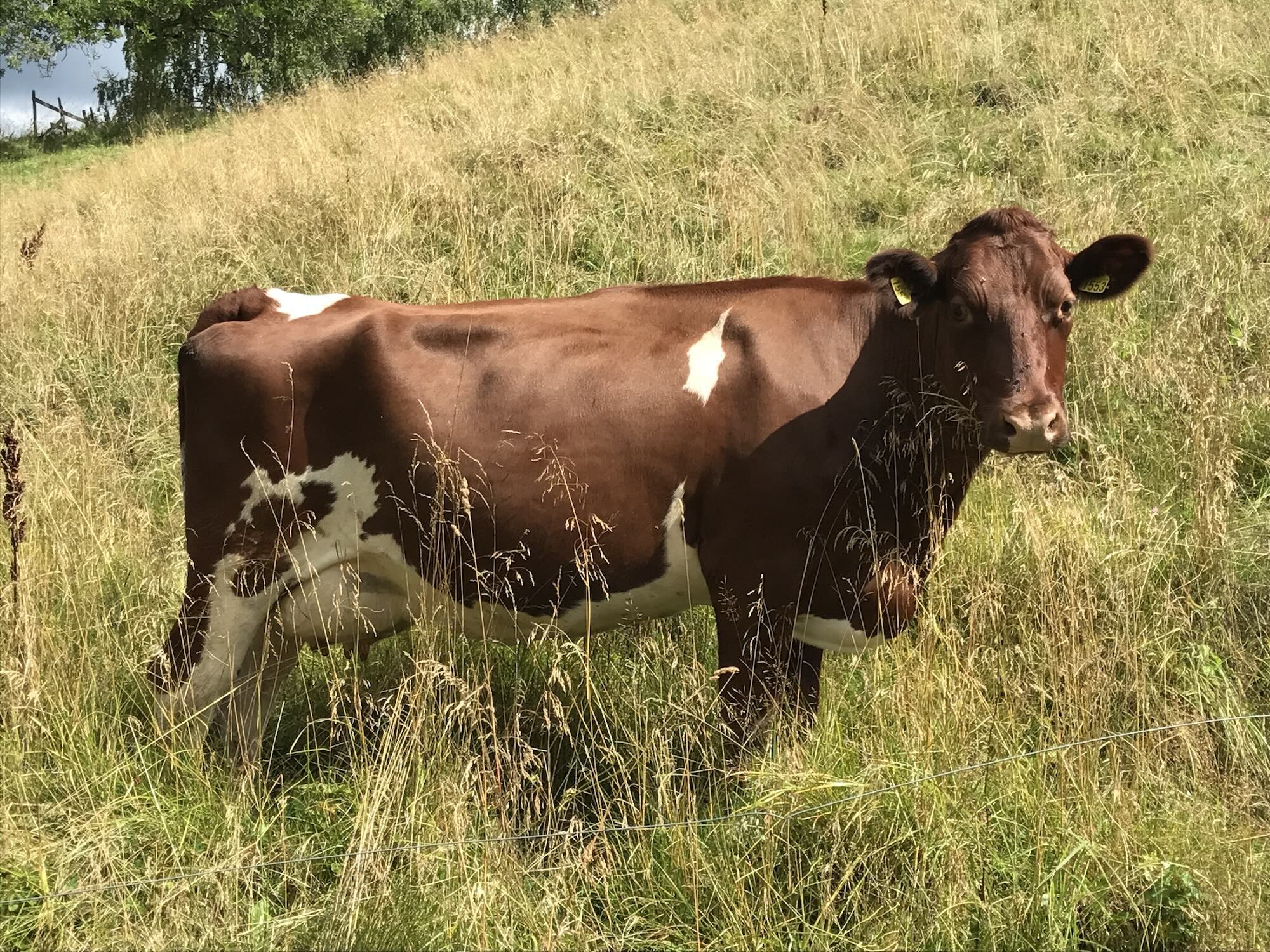 Bluetongue virus