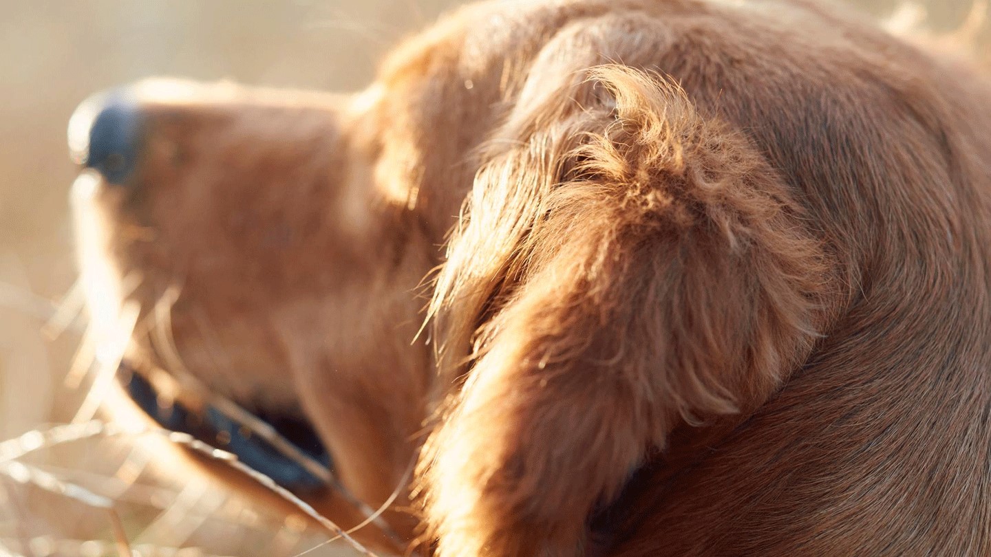 Dog taking a walk in the sun