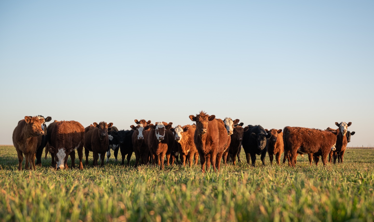 herd of cows