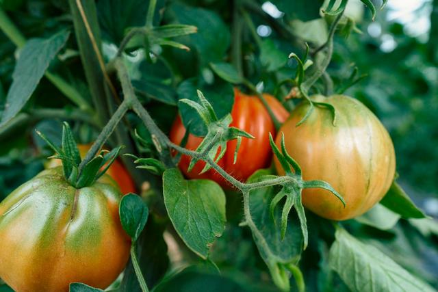 More Green Tomatoes