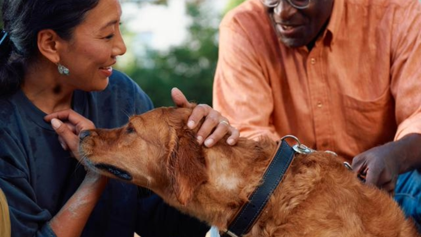 A caramel-colored dog is being cared for by two people