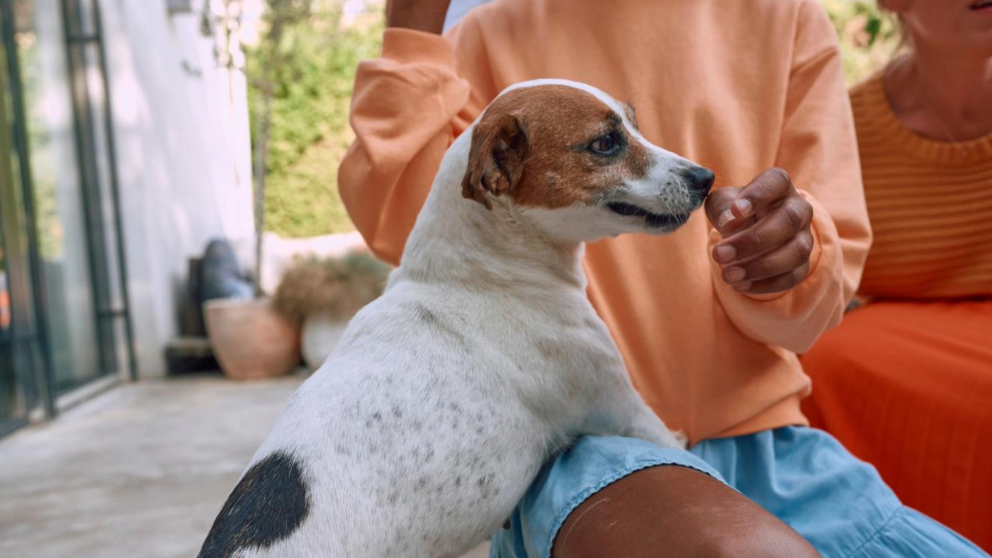 A small mixed-breed dog is cuddling with a girl.