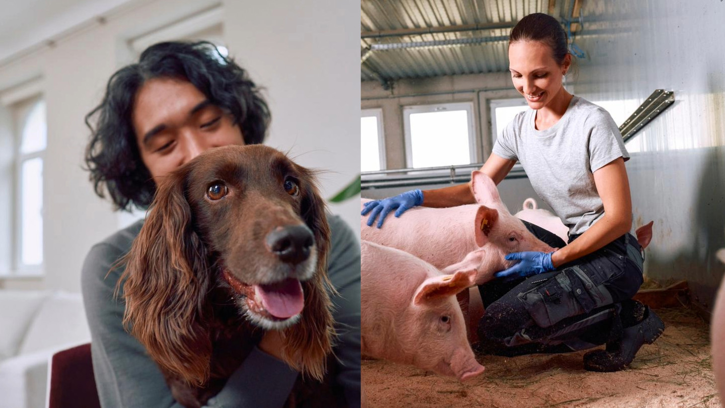 Split screen with a photo of a dog owner with a brown dog on the left and a livestock veterinarian with a pig on the right.