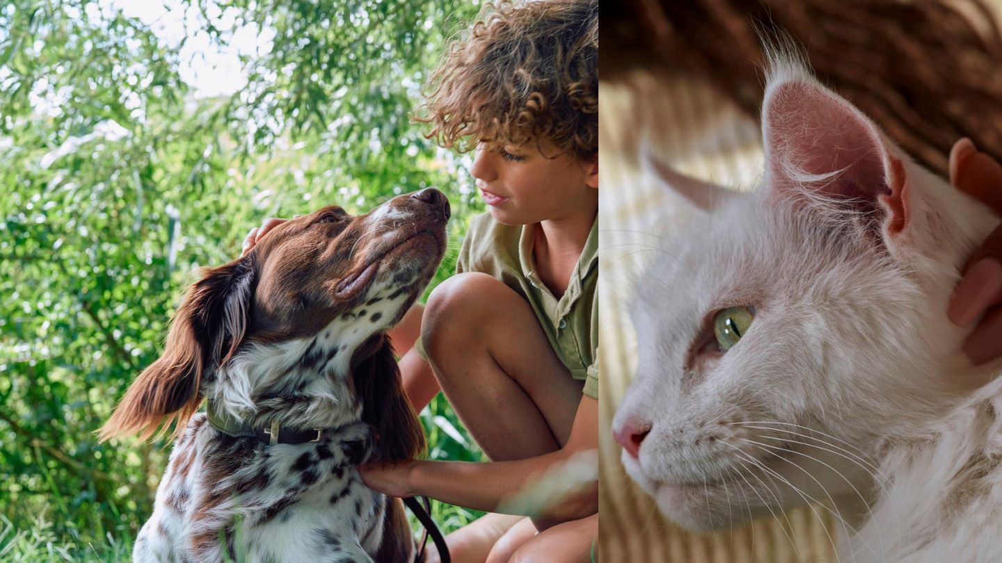 A split image shows a brown-white dog with a boy on the left and a close-up of a white cat with yellow eyes on the right.