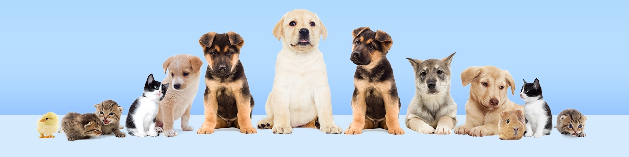 Divisão de Pets anuncia a contratação de promotores de vendas