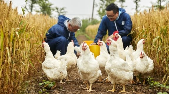 Produtos para aves