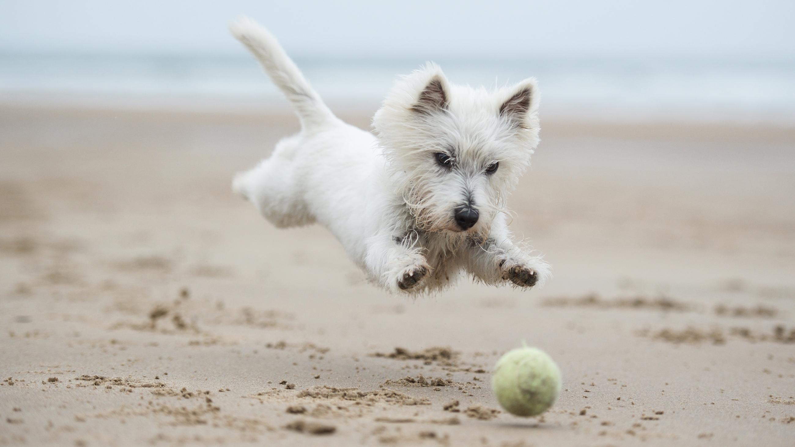 En Westie fanget i luften i jagten på en bold på stranden