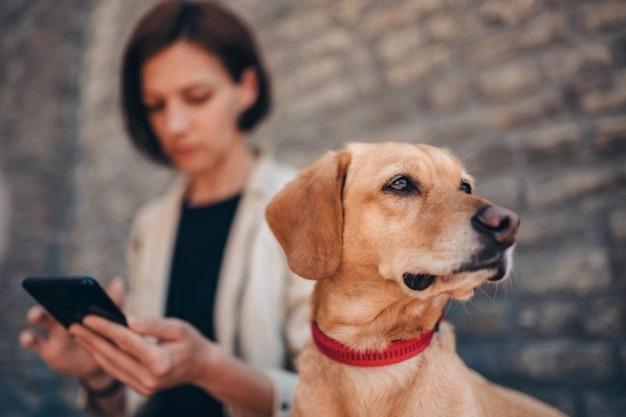 Woman on phone and dog