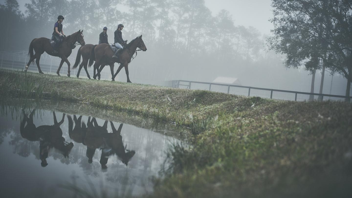 Horses