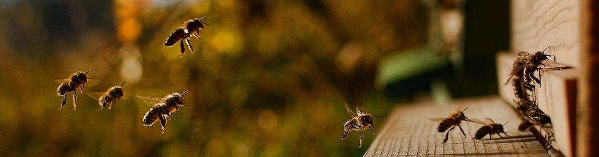 Bees_Banner