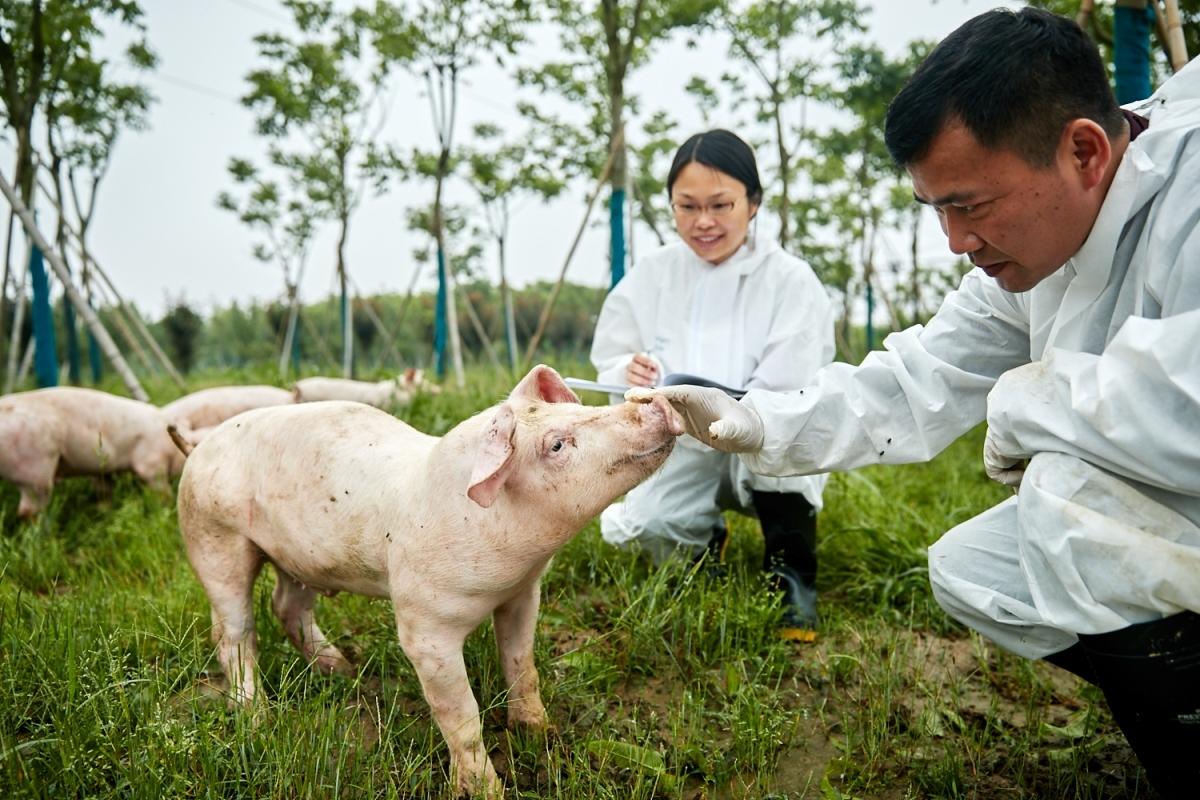 Two adults kneel down beside a pig