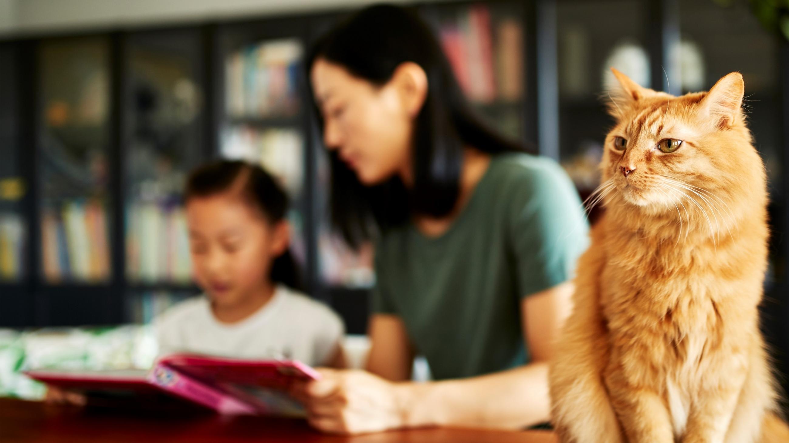 Parent, child and cat