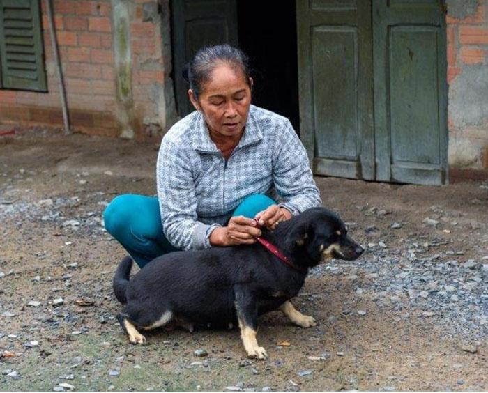 VIETNAM owner and dog_hero image
