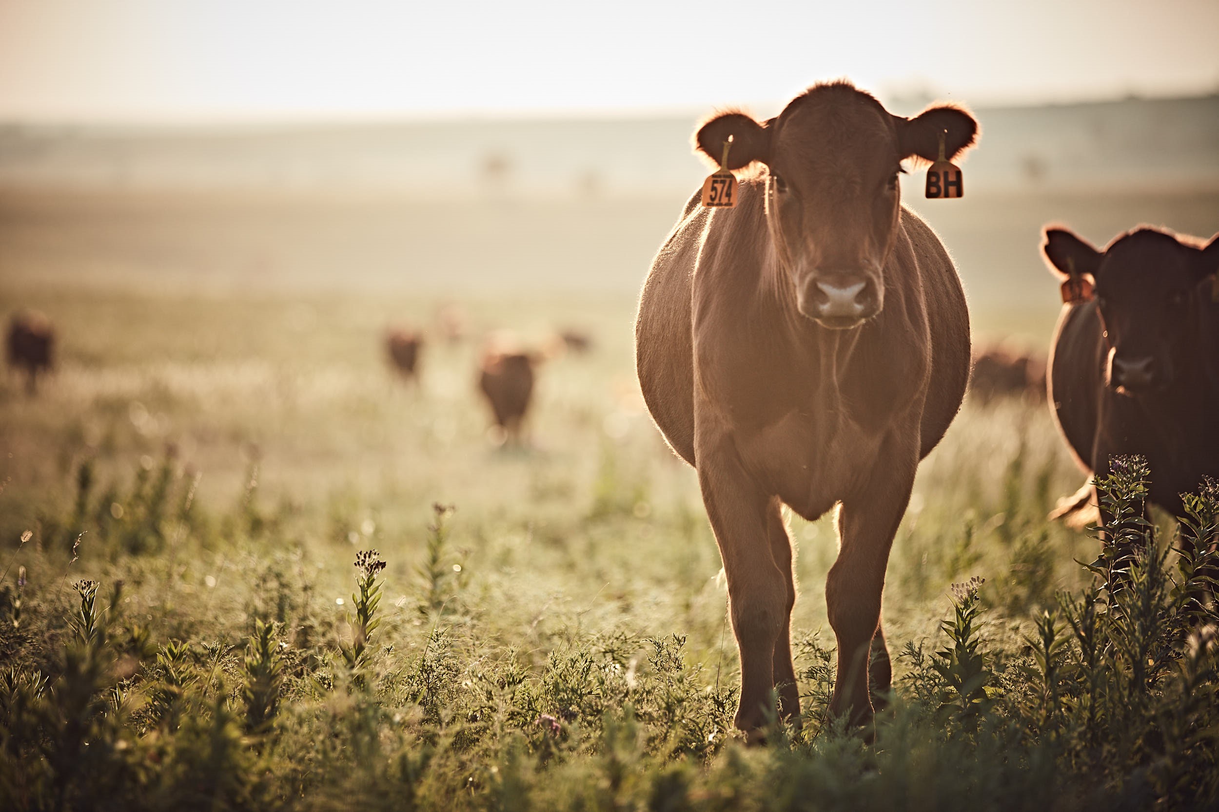 A cattle in a sunny field with more cattle in the background