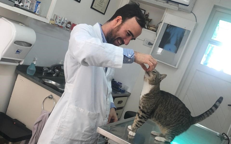 A vet plays with a cat on a table