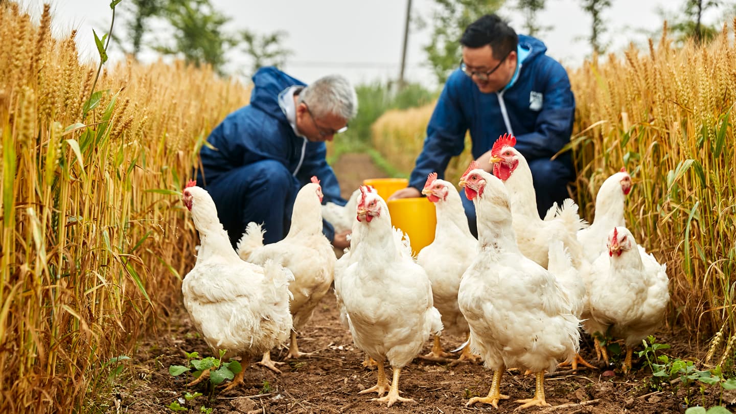 Two men sit by seven chickens outside