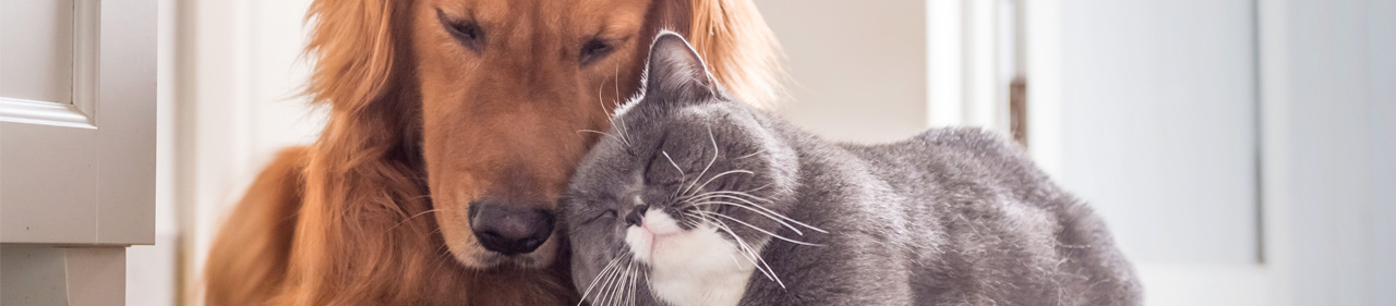 pets-header-image