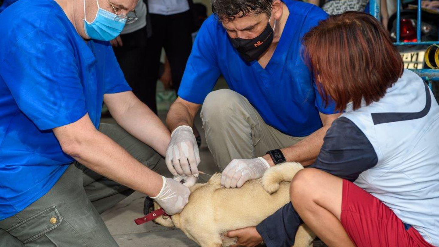 Two men and a women vaccinate a dog 