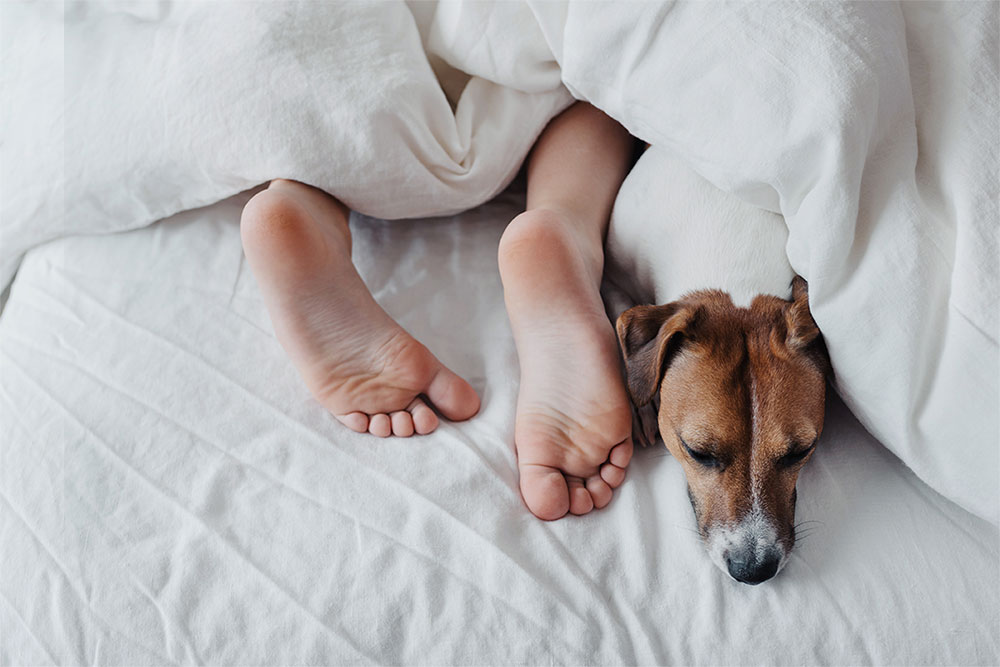 Perro y humano durmiendo en la cama