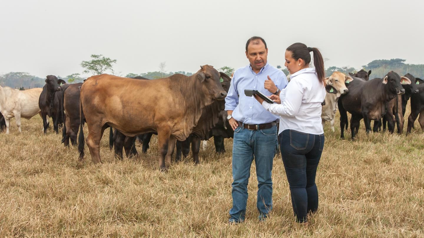 Ruminant Ürünleri