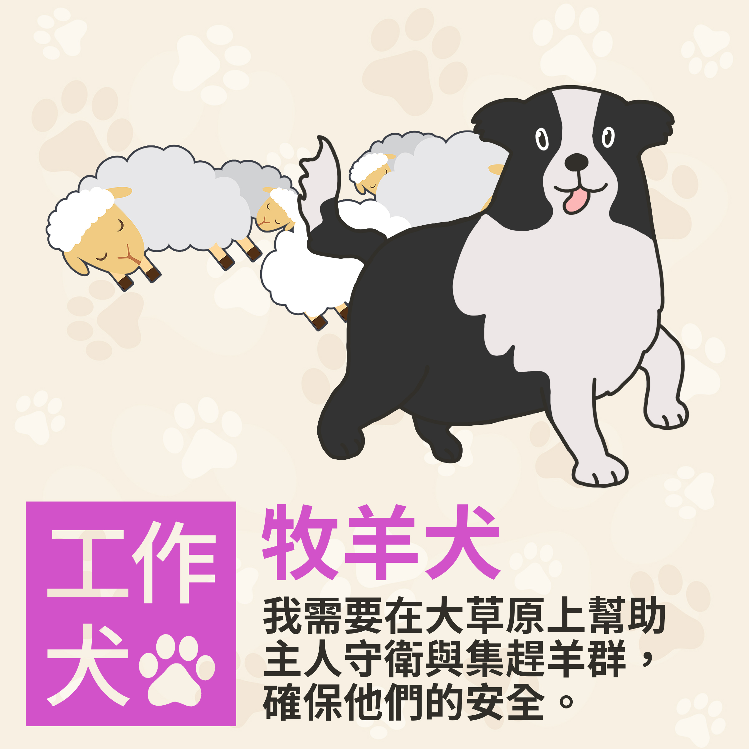 牧羊犬