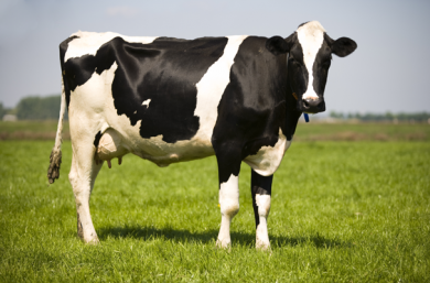 a black and white cow