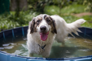 dog in paddling pool