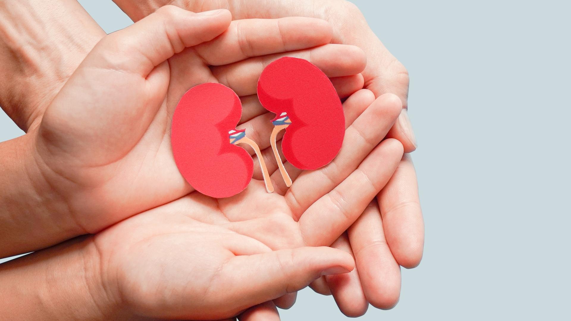 A pair of kidneys inside an open hand